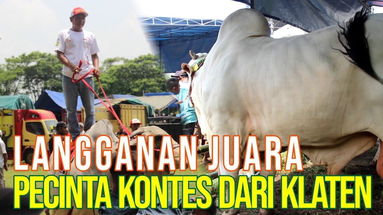 
                                 Pemenang-Kontes-Sapi-Po-Kembang-Lambe-Bobot-1-Ton